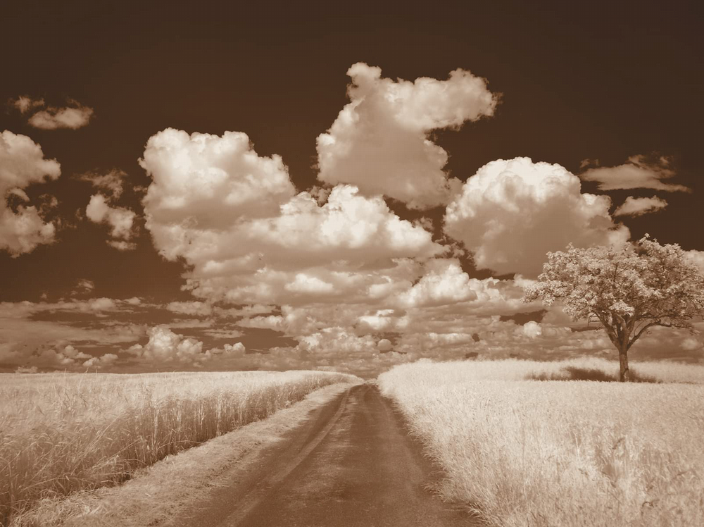 Sepia toned sky with clouds and a tree in the background 